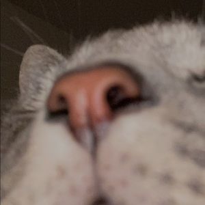 Meet your Posher, Isabel